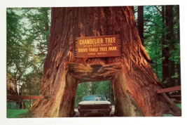 Chandelier Drive-Thru Tree Redwoods Leggett California CA UNP Postcard c... - £5.48 GBP