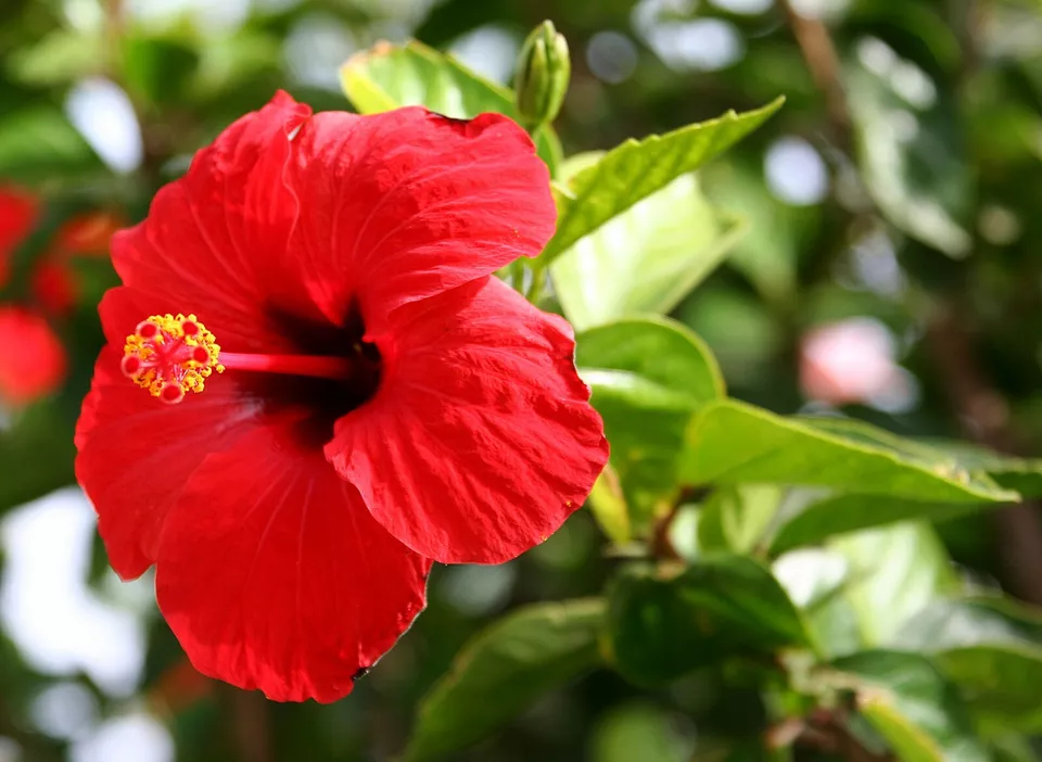 100 Seeds for Beautiful Garden Blooms Red Pink White Hibiscus Seeds - $19.68 CAD