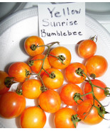 SRN Yellow Sunrise Bumblebeetomato Seeds Garden - $13.90 CAD