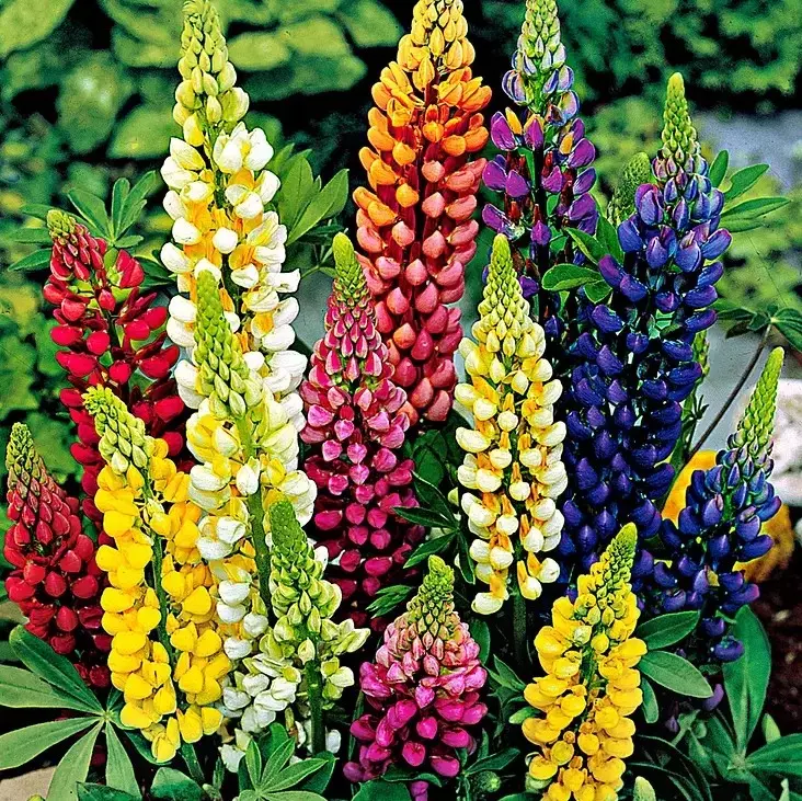 FA Store 100+ Seeds  Russell Lupine Mixed Colors Seeds Easy To Grow - £1.95 GBP