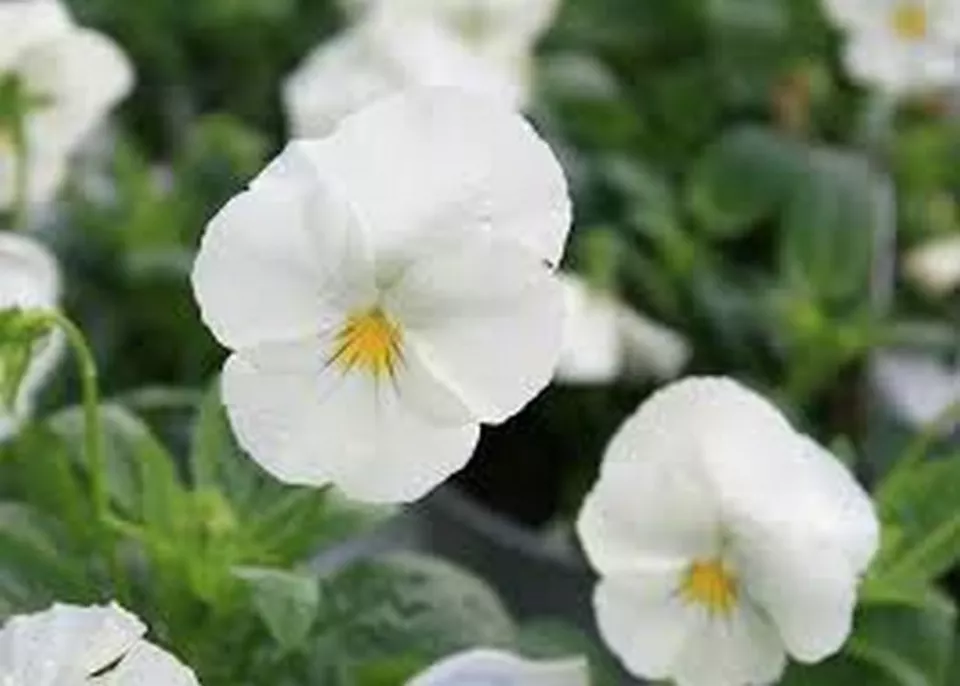 50 Fresh Seeds Pansy White - £9.24 GBP