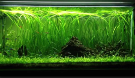 Aquarium Plants Decoration x3 Jungle Vallisneria Spiralis Potted Freshwater Live - £37.13 GBP