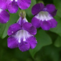 Item image 1 image 1