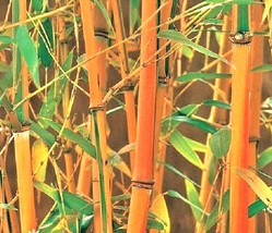 10 Red Fountain Bamboo Seeds Fargesia Jiuzhaigou US Fast Shipping - $12.15