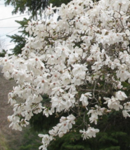 Star Magnolia Shrub Magnolia Stellata in a 4&quot; Pot - £32.01 GBP