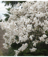 Star Magnolia Shrub Magnolia Stellata in a 4&quot; Pot - $749.13 MXN