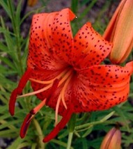 Lilium Davidii Davids Lily 8 Seeds Fresh Gardening USA SELLER - $15.04