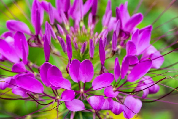 Top Seller 200 Violet Queen Cleome Hassleriana Cleome Spinosa Purple Spi... - £11.48 GBP