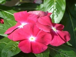 US Seller Vinca Seeds Sunsplash Cherry 50 Seeds Fast Shipping - £16.24 GBP