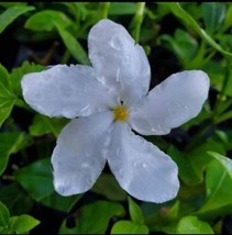 2 Pinwheel Jasmine Starter Live Plant2 Plug Size 5 To 7 Inches Tall Fresh Garden - £11.58 GBP