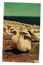 Vintage Postcard Mother and Baby Gannet Bonaventure Island Bird Sanctuary Perce - £7.42 GBP