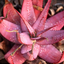 5 Seeds Aloe Microstigma Cape Speckled Aloe Small Spotted Aloe Seeds Fre... - $11.73