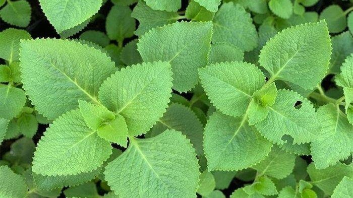 Daun Torbangun - Coleus amboinicus Lour. (Dried), 80 Gram