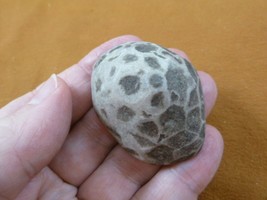 (F831-353) 2&quot; unpolished Petoskey stone fossil coral specimen MI state rock - £15.45 GBP