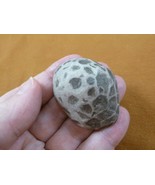 (F831-353) 2&quot; unpolished Petoskey stone fossil coral specimen MI state rock - $370.74 MXN