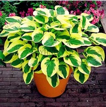 USA SELLER 150 Seeds /Bag Beautiful Hosta Plants Seeds Color 1 - £11.74 GBP