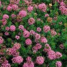 Crucianella Stylosa Crossworts Ground Cover Seeds 2000 Seeds USA Fast Sh... - $19.99