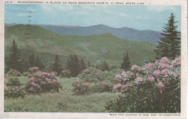 Rhododendron in Bloom N.C.-TN. State Line 3 1/2&quot;&quot; X 5 1/2&quot;  Used Linen Post Card - £1.15 GBP