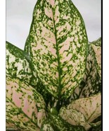 Etta Rose Aglaonema Live Plant 10 12 Inch Tall In 4 Inch Pot Chinese Eve... - $22.97