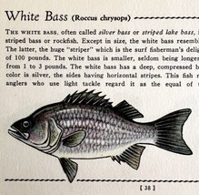 White Bass 1939 Fresh Water Fish Art Gordon Ertz Color Plate Print PCBG20 - $29.99