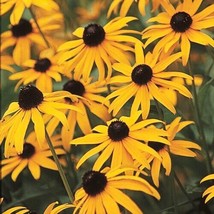 BLACK-EYED SUSAN 25 FRESH FLOWER SEEDS FREE USA SHIPPING - $2.28