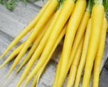 350 Solar Yellow Carrot Seeds Fast Shipping - $8.99