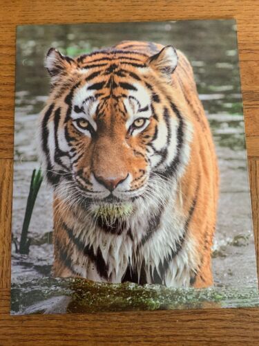Skyline Products Back To School Dual Pocket &quot;Lion&quot; Folder-Brand New-SHIP... - $8.79