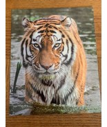 Skyline Products Back To School Dual Pocket &quot;Lion&quot; Folder-Brand New-SHIP... - $8.79