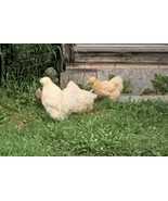 6 Fancy Bantam Mix Fertile Eggs Read Description Beforehand Please - $16.24 CAD