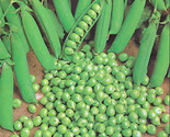 140 Seeds Green Arrow Garden Pea Seeds Fast Shipping - £7.20 GBP