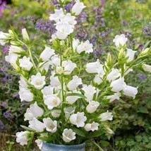 Canterbury Bells White 100 Seeds Free Shipping - $4.00