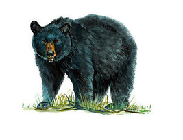 American Black Bear Native Home Office Hunting Camp Decor Decal Sticker Art - £5.42 GBP+