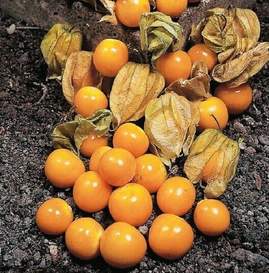 Pineapple Tomatillo Seeds Fresh Harvest New Fresh  - $3.98