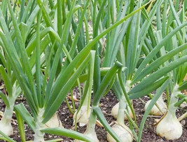 SKM 500 Treated Vidalia Sweet Onion Seeds Non Gmo Heirloom Easy to Grow - $10.97