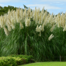 Colorful Pampas Grass Cortaderia Bonsai 300 PCS Seeds - $9.89