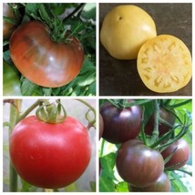 Tomato Seed Variety Pack: Cherokee Purple Cherry White Beefsteak Rose Of Bern Fr - £20.36 GBP