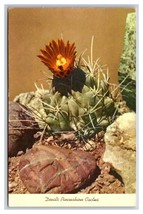 Devils Pincushion Cactus UNP Chrome Postcard Z4 - £2.30 GBP