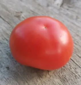 50 Seeds Kodiak King Tomato Heirloom Vegetable Tomatoe Edible Fresh Garden - £7.33 GBP