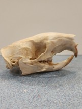 SK37 Real Cane Rat (Thryonomys gregorianus) Rodent Skull Taxidermy - £39.75 GBP