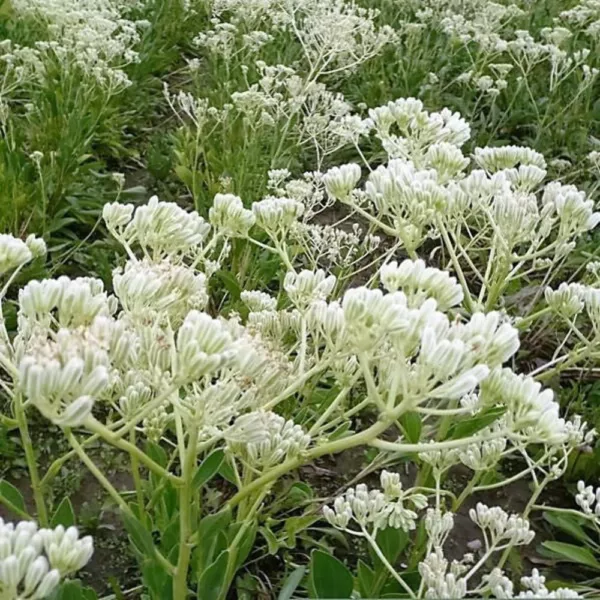 Top Seller 50 Great Indian Plantain Cacalia Muhlenbergii White Flower Seeds - $13.60
