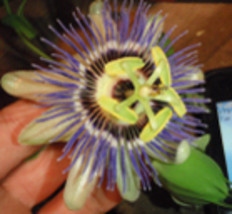 Passiflora Caerulea Blue Passion flower vine, 15 cuttings 6-8 inches lon... - $316.39 MXN