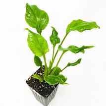 Best Philodendron Enzie Xanadu / Philodendron / Live Plant - $24.99