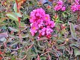 25 seeds Delta Jazz Chocolate Mocha Crepe Myrtle Lagerstroemia Indica Ch... - $11.00