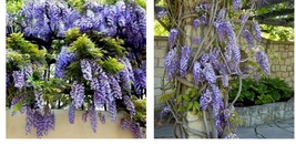 6-18&quot; Tall - 2 Blue Japanese Wisteria Vines - Live Plants - Wisteria floribunda - £73.69 GBP