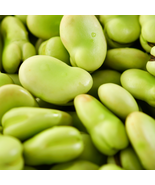 Broad Windsor Fava Bean - 200 Seeds - $552.40 MXN