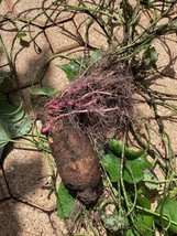 Aws Jamaican White Sweet Potato CUTTINGS/ORGANIC 1 X 4- 6 Rooted Plant - $19.94