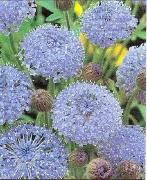 Top Seller 100 Organic Blue Lace Flower Didiscus Island Daisy Trachymene... - £12.27 GBP