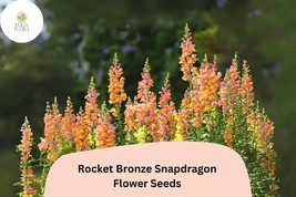 Antirrhinum majus Rocket Bronze Snapdragon Seeds – 1000+ Warm Copper-Ton... - $15.66