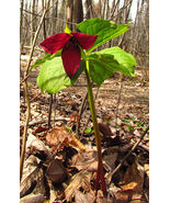 12 purple trillium,trillium erectum - £5.99 GBP