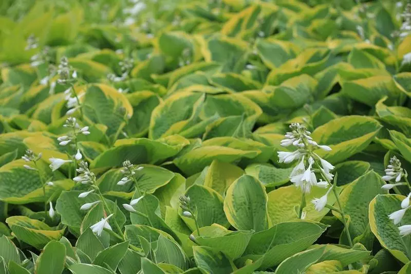 Hosta Longipes Mixed Unique Leaves Seeds - £9.80 GBP